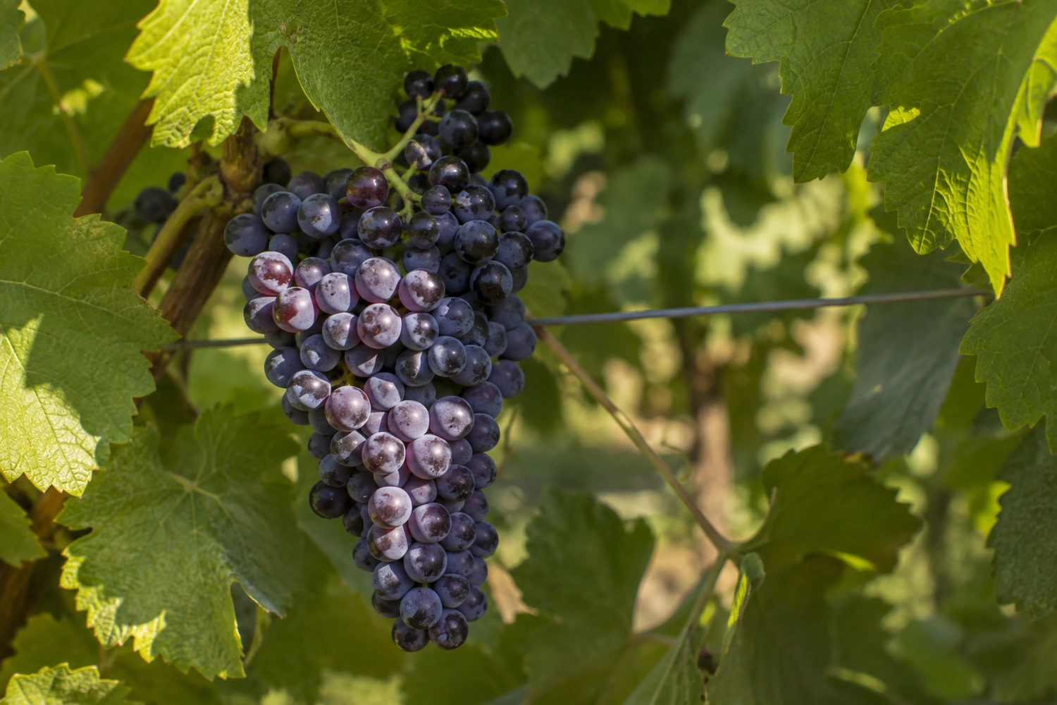 grape-cluster-sun-shade-microclimate A realistic grape cluster partly protected by leaves and partly touched by direct sun, illustrating the fine-scale microclimate between exposure and shade.
