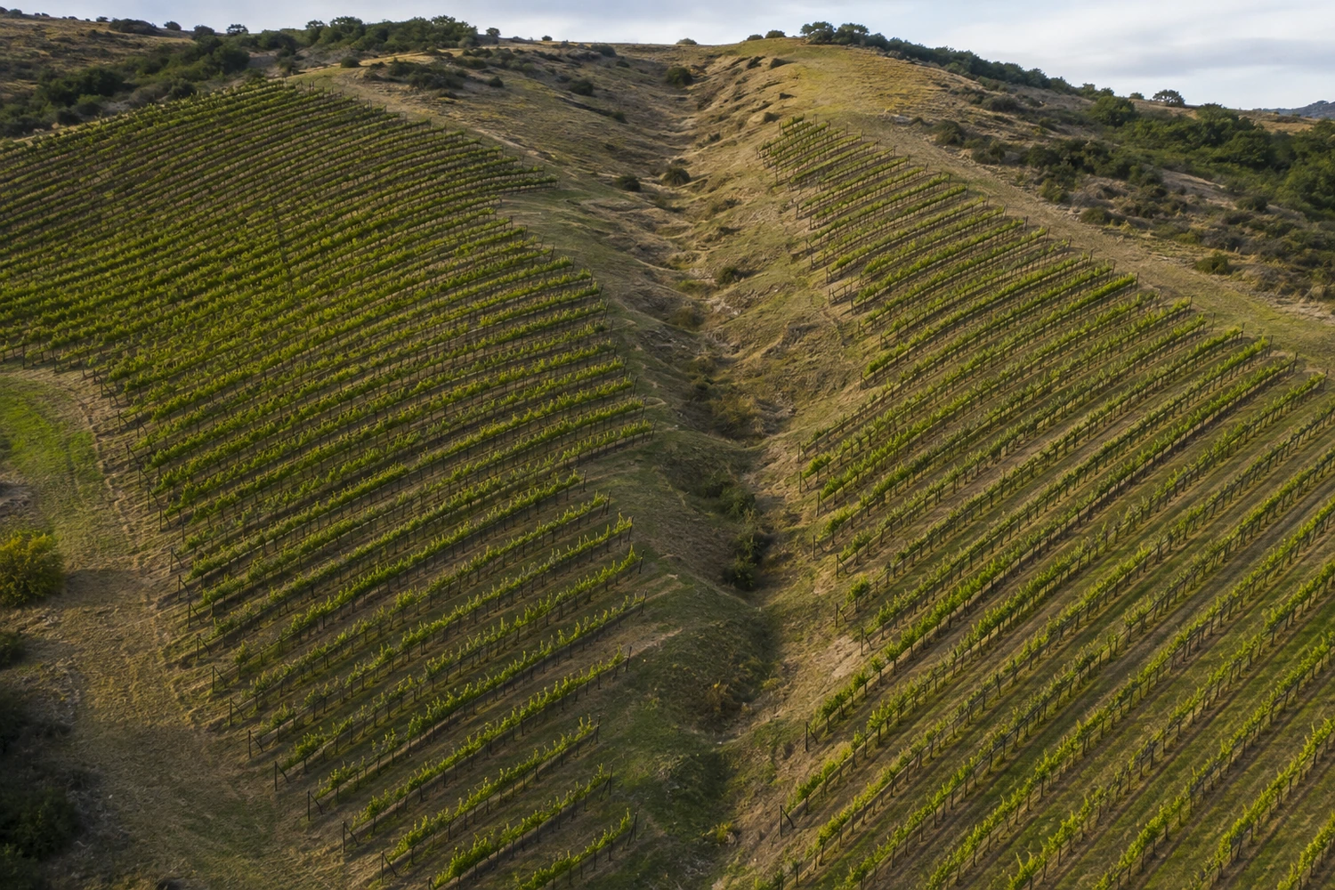 vineyard-aspect-versus-row-orientation An oblique aerial view of vineyard rows crossing a curved hillside, making the direction of the land distinct from the direction of the planted rows.