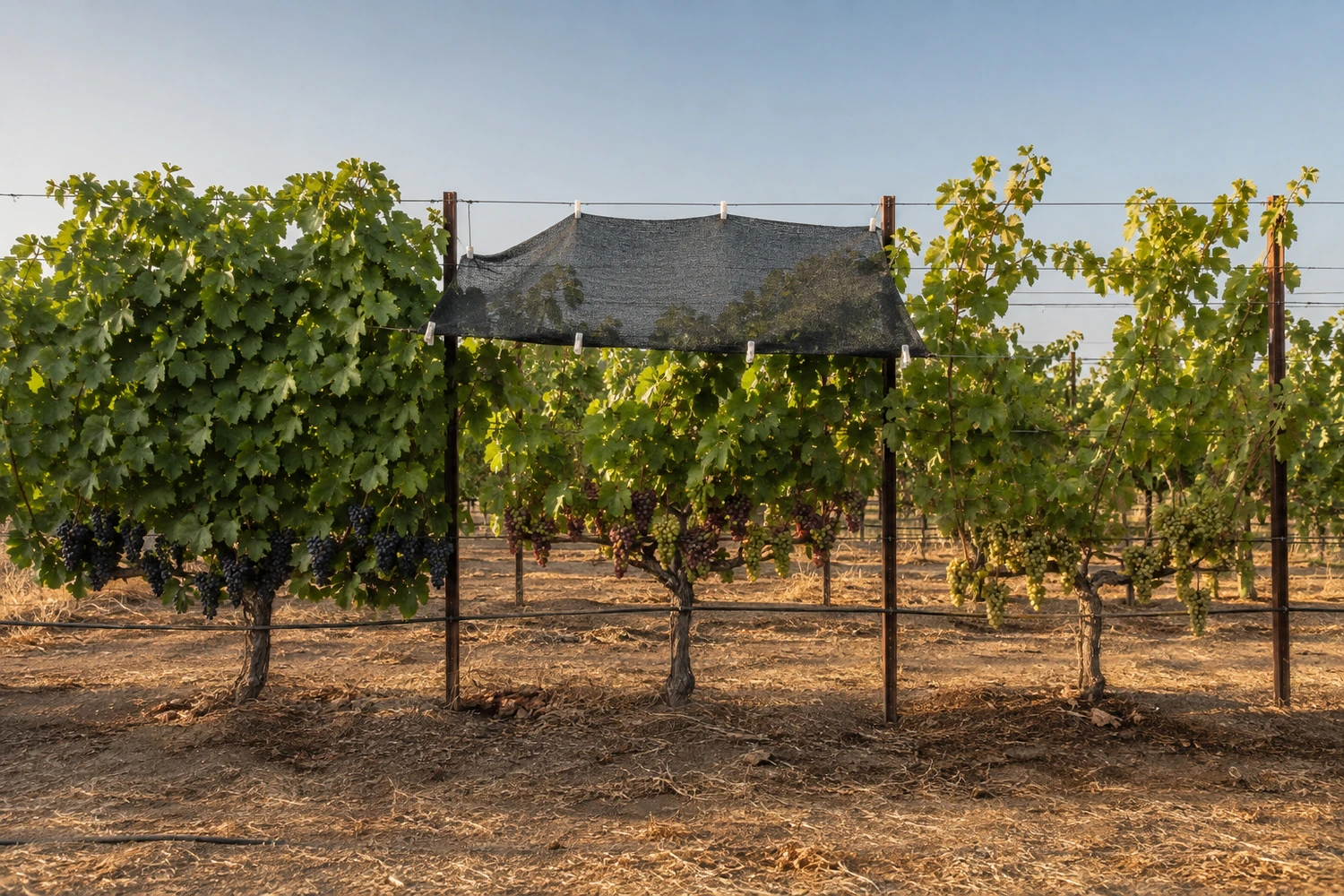 vineyard-climate-adaptation-portfolio vineyard-climate-adaptation-portfolio